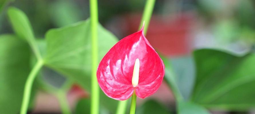 红掌花喜欢阳光吗？红掌花的光照需求是怎样的？
