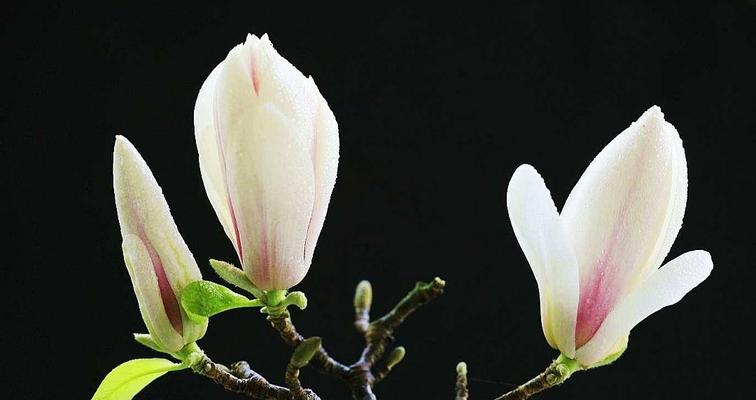 玉兰花的样子和特点是什么？玉兰花的形态特征和外观描述是什么？
