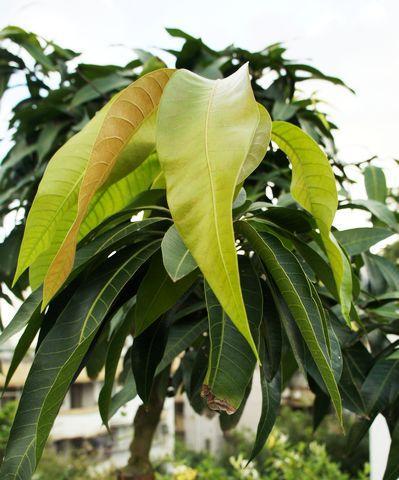 芒果树几年结果？芒果树种植多久能结果？