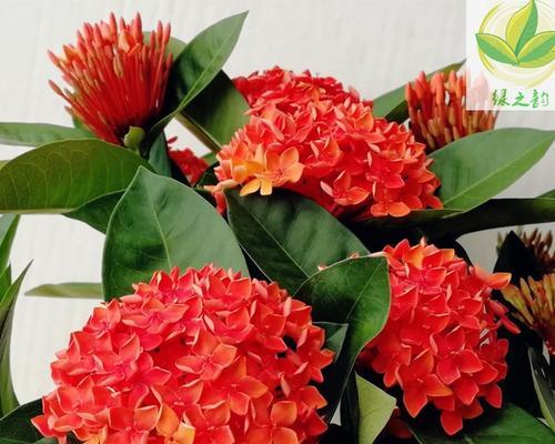 龙船花施什么肥最好？龙船花施肥方法和注意事项是什么？
