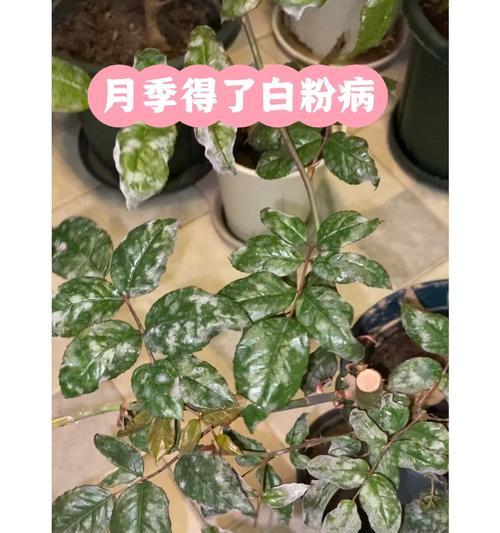月季花盆白色石粉问题：这是什么？如何处理？