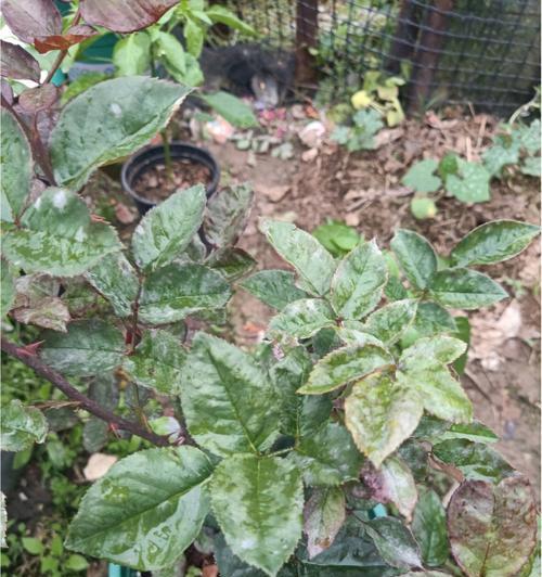 月季花盆白色石粉问题：这是什么？如何处理？
