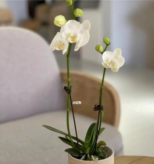 白色蝴蝶兰适合哪种花盆？如何选择适合白色蝴蝶兰的花盆？