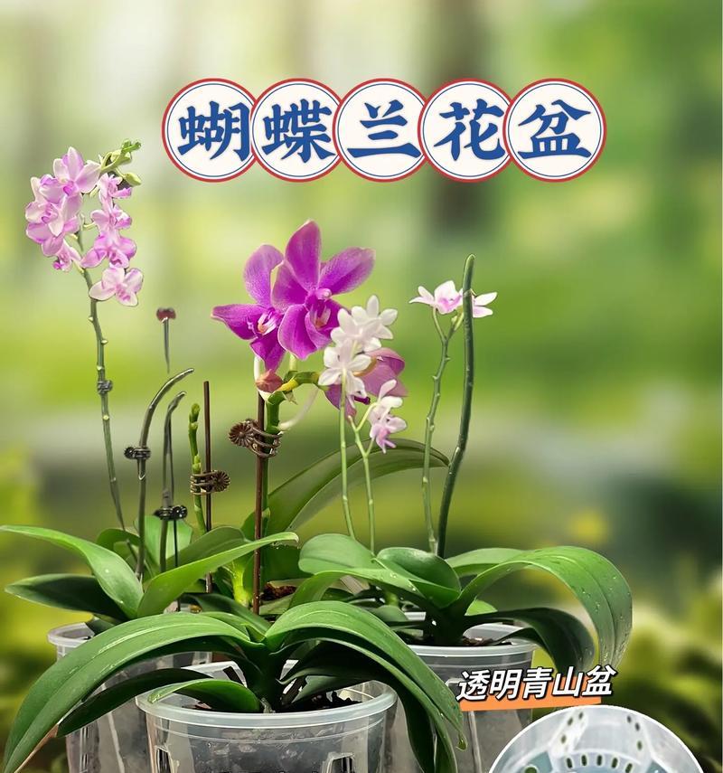 白色蝴蝶兰适合哪种花盆？如何选择适合白色蝴蝶兰的花盆？