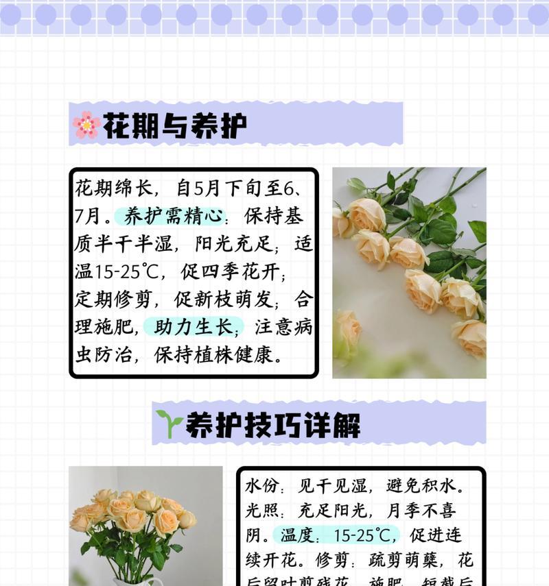 不同颜色的香槟玫瑰花语有何不同？如何选择合适的颜色？