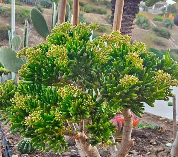 花盆中种植几棵吸财树最为合适？