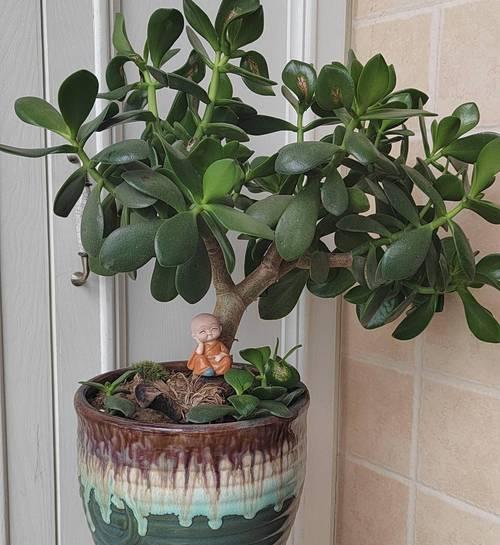 花盆中种植几棵吸财树最为合适？