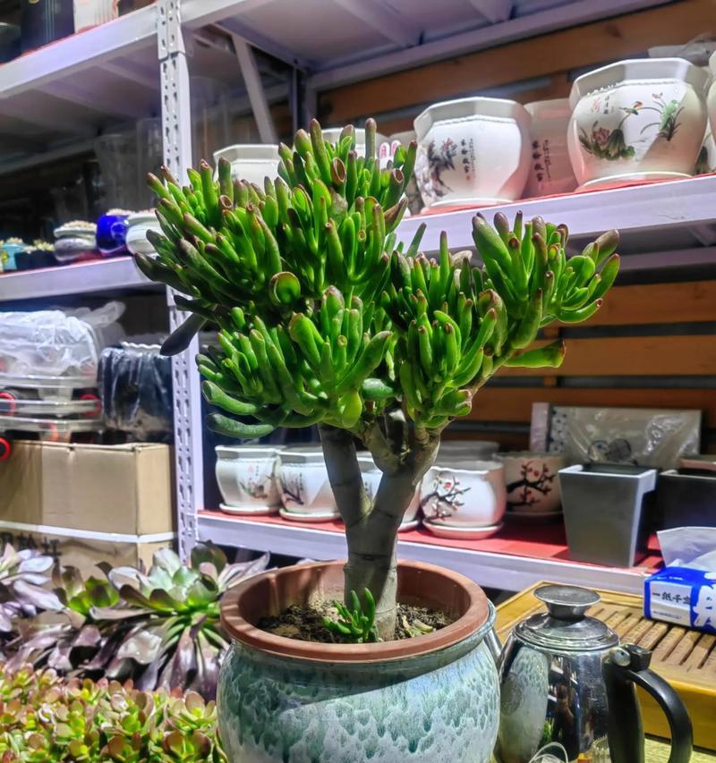 花盆中种植几棵吸财树最为合适？