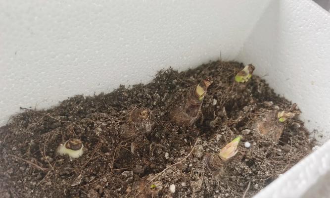 花土中放了花种子为何不发芽？可能的问题在哪里？