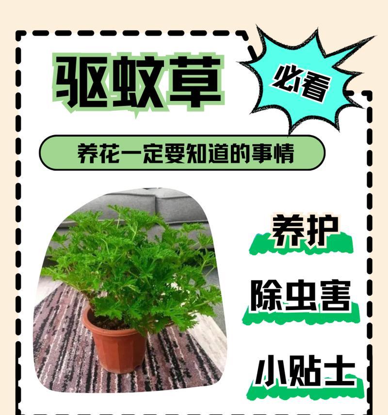 花草的气味如何驱赶蚊虫？