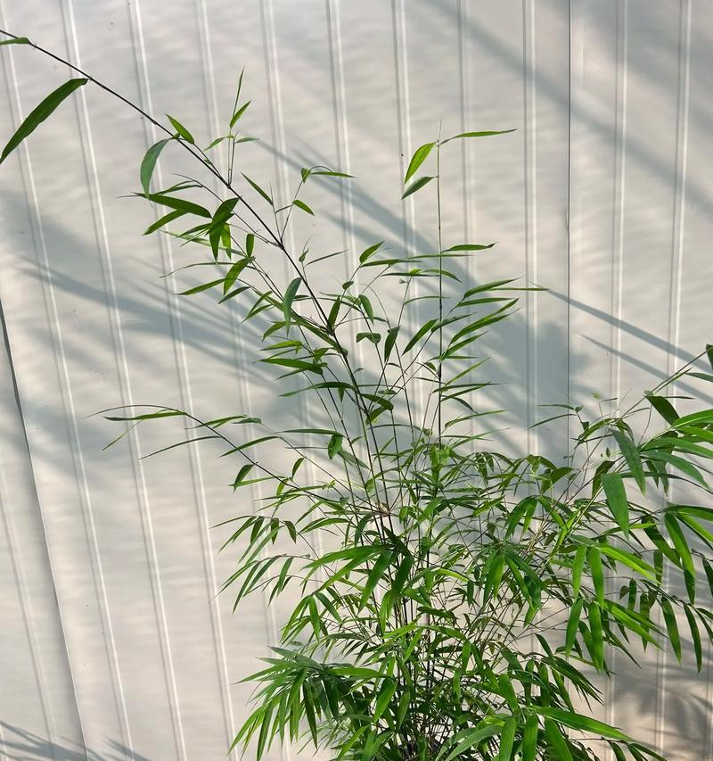 如何拍摄盆栽竹子以展现其美感？有哪些技巧？