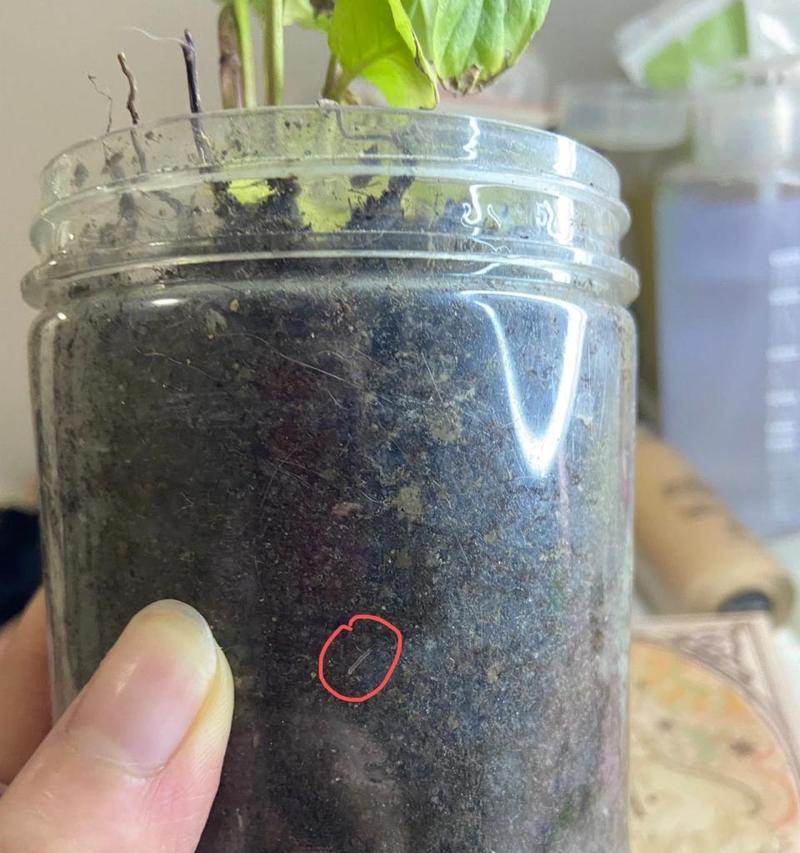 花盆土里的小白虫会蹦是什么？如何解决？