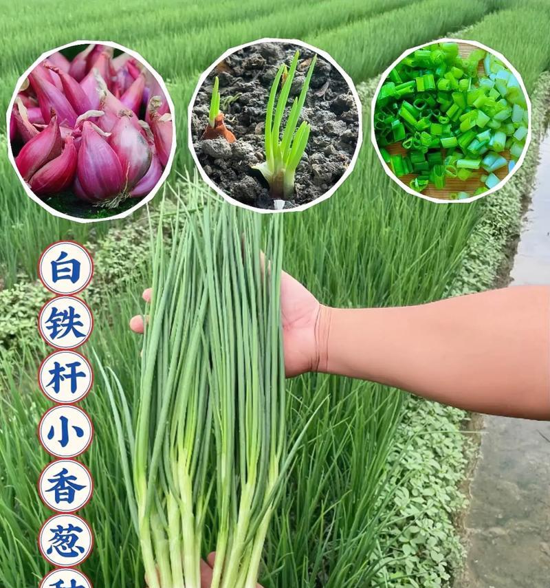 盆栽葱出现粘液状物质是什么原因？如何处理？