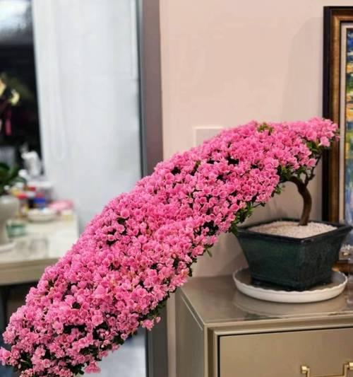如何挑选到好的杜鹃花盆？