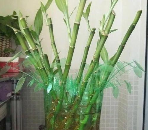 如何自己动手剪制花盆？需要哪些工具和材料？