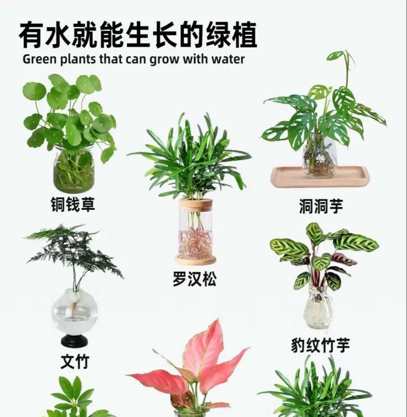 耐晒耐寒的水生植物有哪些？如何选择好养的水生植物？