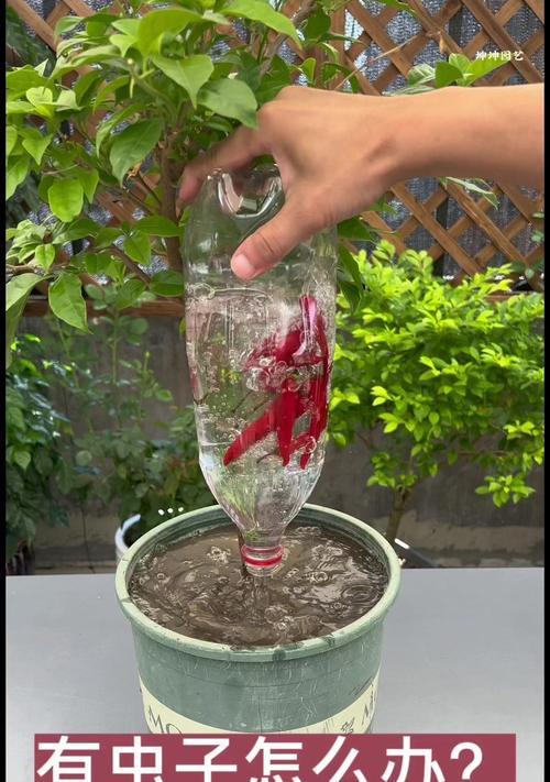 花盆里的白色小虫子是什么？如何有效去除？