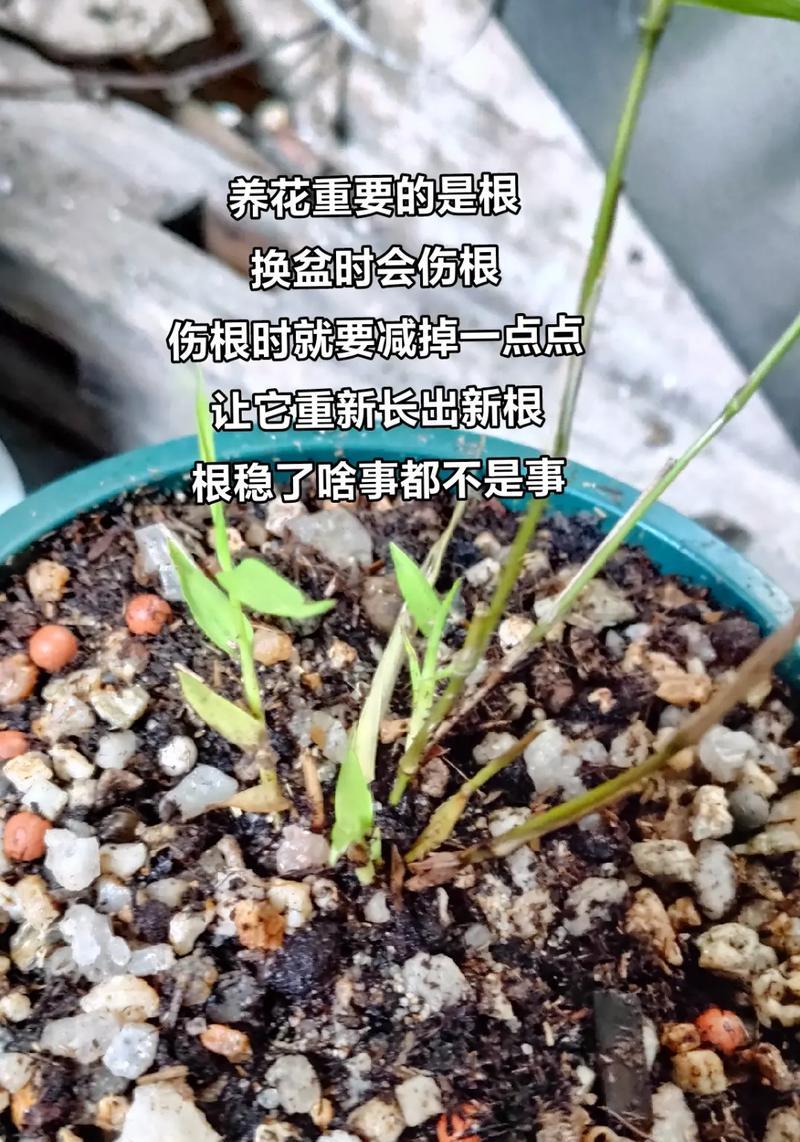 多年养花不发芽是什么原因？如何解决？