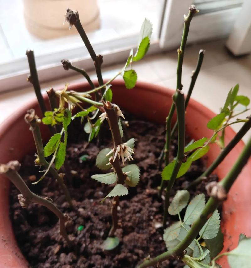 多年养花不发芽是什么原因？如何解决？