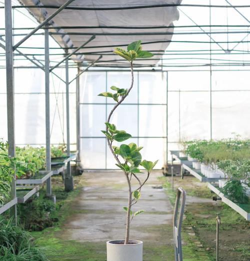 哪些植物适合在强光下生长？