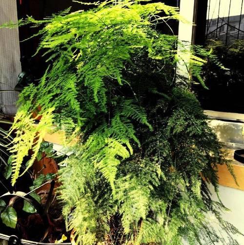 哪些植物适合在强光下生长？