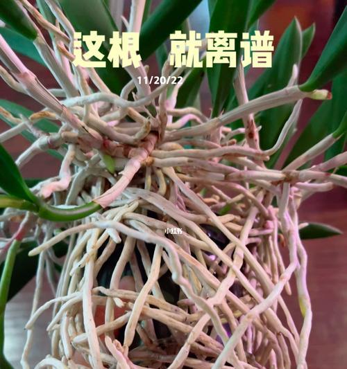养花根部发红是什么原因？需要采取什么措施？