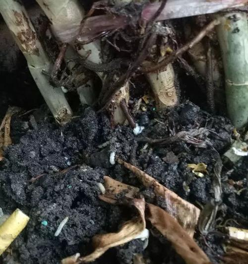 花盆土上的白色粉末是什么？如何清理？