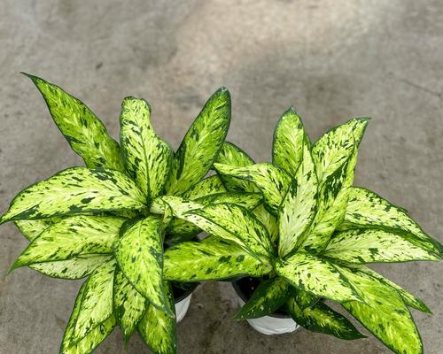 哪些耐旱耐阴植物盆栽适合室内养殖？