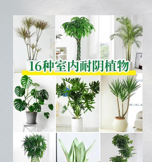 哪些耐旱耐阴植物盆栽适合室内养殖？