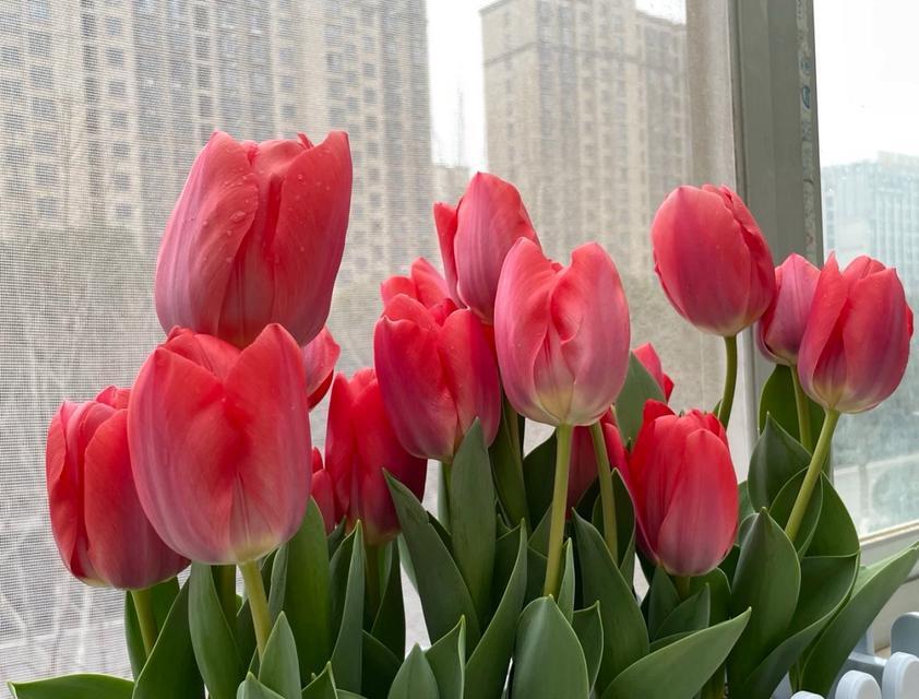 白玫瑰红色郁金香花束的花语是什么？如何搭配最能表达情感？