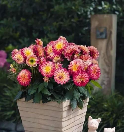 什么花代表友情？友情的花卉象征有哪些？