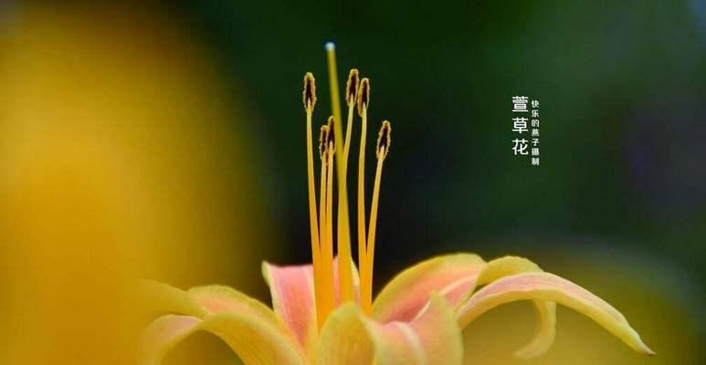什么花象征着新的开始？重新开始的花卉代表有哪些？