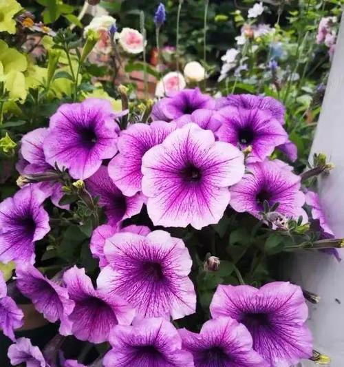 什么花象征智慧和睿智？寻找代表睿智的花卉指南？