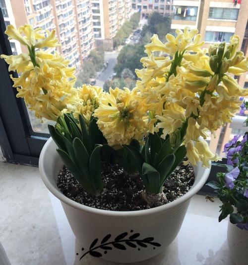 什么花的花语代表放下过去？如何通过花卉表达释怀的情感？