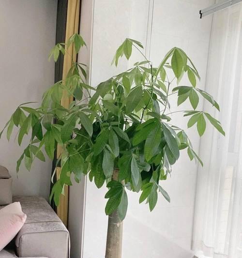 北方耐寒绿植盆栽有哪些？如何选择？