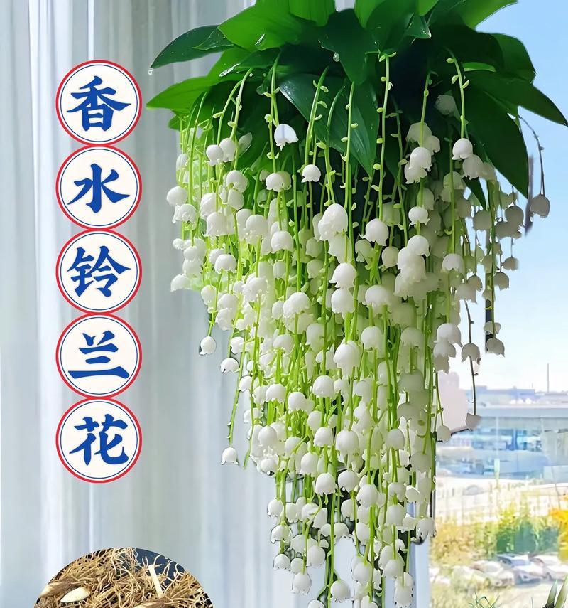 耐旱花卉有哪些？室内养花如何选择？