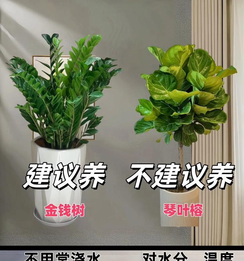 如何辨别真假摇钱树大盆栽？购买时有哪些常见误区？