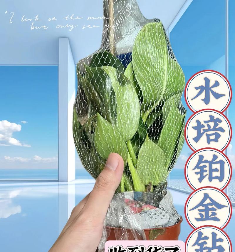 水培花盆白色粉末原因？解决方法有哪些？