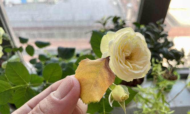 花盆上黄色粉末的原因是什么？如何清理？
