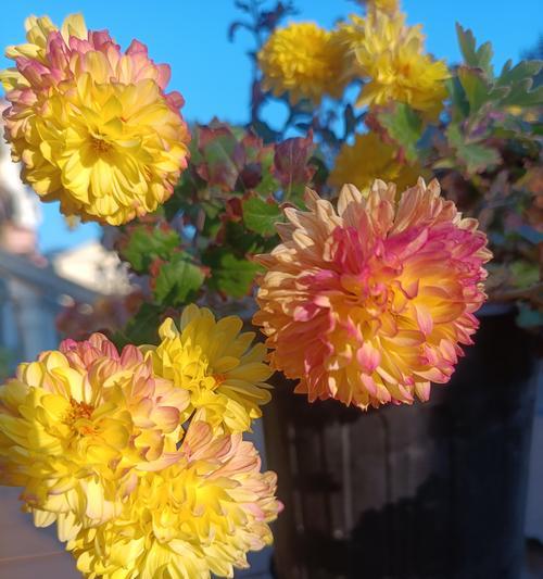 花盆中的黄色柱状固体是什么？怎样进行识别？