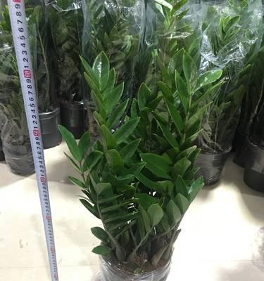 摇钱树盆栽大盆好还是小盆好？