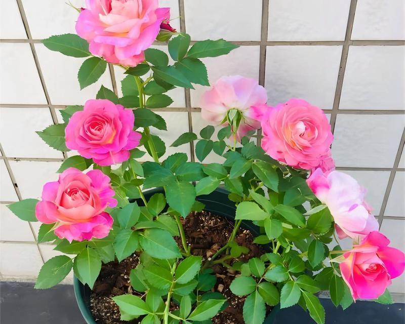 月季花盆中白色粉末的菌类是什么？