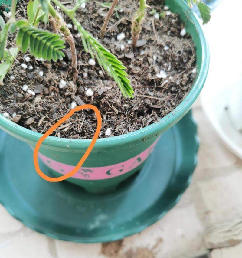 月季花盆中白色粉末的菌类是什么？