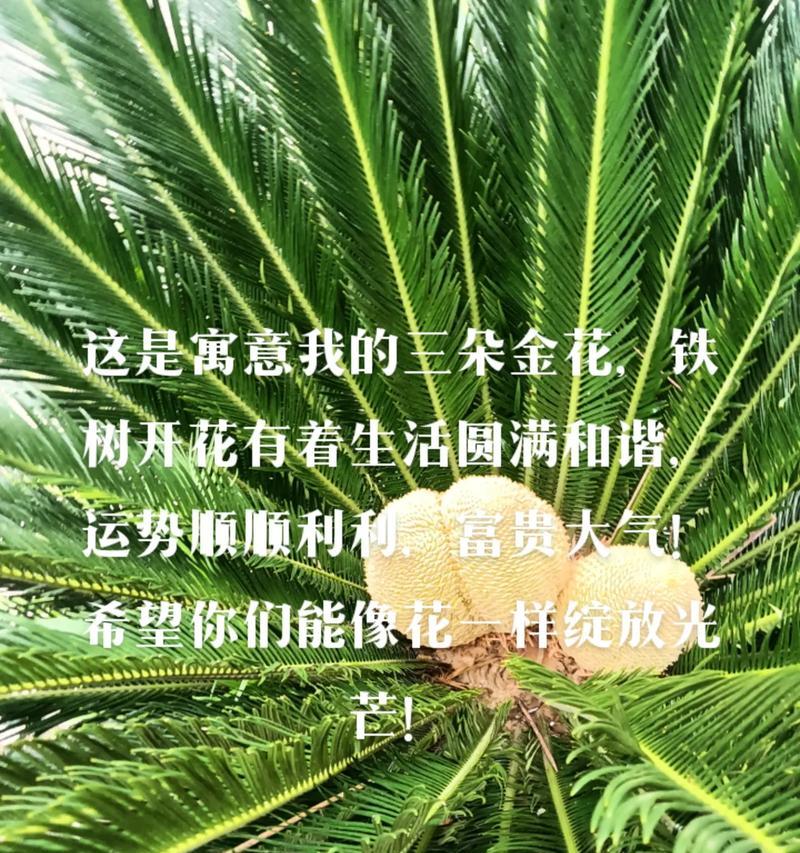 花草树木的寓意是什么？它们在文化中代表了哪些意义？