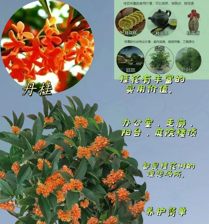 花草树木的寓意是什么？它们在文化中代表了哪些意义？