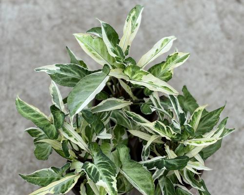 耐阴耐水室内植物盆栽有哪些比较好？如何选择适合的品种？