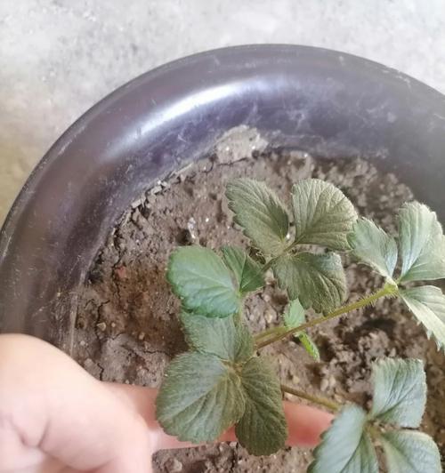 盆栽草莓苗根须发黑后还能存活吗？拯救措施有哪些？