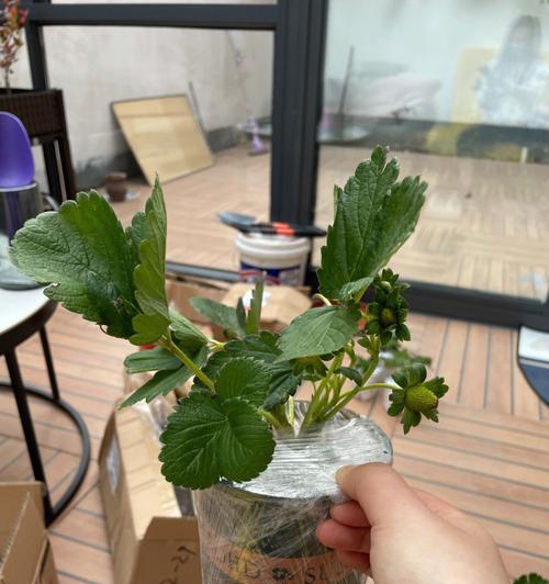 盆栽草莓苗根须发黑后还能存活吗？拯救措施有哪些？