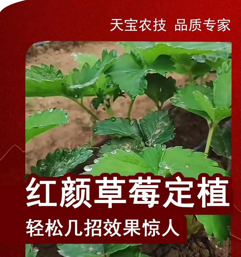 盆栽草莓苗根须发黑后还能存活吗？拯救措施有哪些？