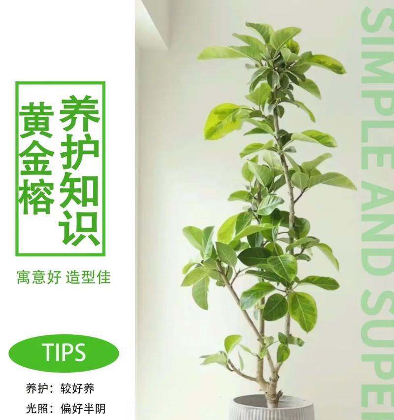 金粉观叶植物有哪些特点？适合室内养殖吗？